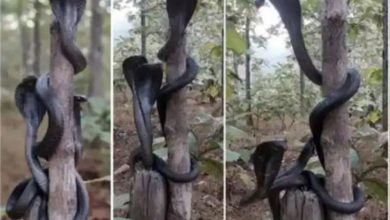 Photo of तीन कोबरा सांपों की दुर्लभ तस्वीर सोशल मिडिया पर हुई वायरल