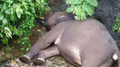 Photo of रेल ट्रैक पार कर रहे शिशु हाथी की मालगाड़ी की चपेट में आने से मौत