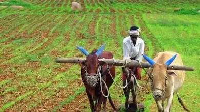 Photo of PM Kisan Samman Nidhi Scheme: इस दस्तावेज के बिना रुक जाएगी किस्त, सरकार ने नियमों में किए ये बदलाव