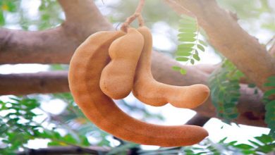 Photo of आइये जाने खट्टी मीठी इमली के चमत्कारी फायदे….