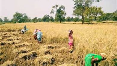 Photo of Paddy Purchased in Bilaspur: गांव में या आसपास जहां पहुंच मार्ग की सुविधा हो खरीदी केंद्रों का किया जाए गठन…