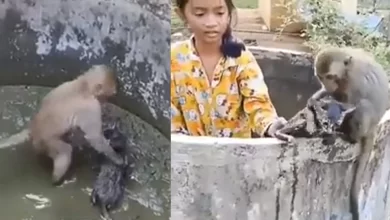 Photo of बिल्ली को बचाने के लिए कुएं में कूदा बंदर, ज्यादातर यूजर्स ने वीडियो पर कर रहे ऐसा कमेंट….