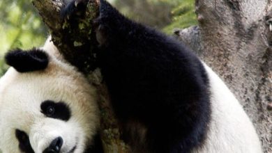 Photo of हाल ही में इस चिड़ियाघर के पांडा का एक मजेदार वीडियो सोशल मीडिया पर हुआ वायरल