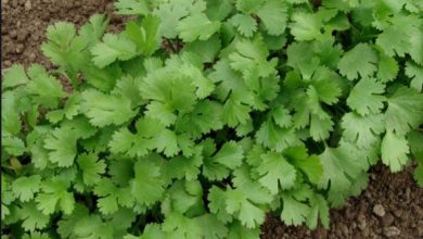 Photo of आंखों की रोशनी को बढ़ाने से लेकर अन्य कई सारे फायदे मिलते हैं हरा धनिया से…