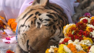 Photo of PM मोदी ने मन की बात में अलविदा कहने वाली कालरवाली बाघिन का किया जिक्र