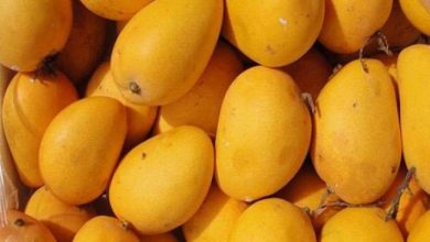 Photo of भारत को नए सत्र में अमेरिका को आम निर्यात के लिए अमेरिकी कृषि विभाग की मिली मंजूरी…