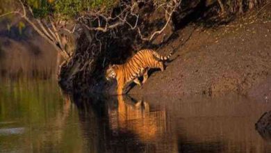 Photo of एनटीसीए ने अपनी रिपोर्ट में बताया बाघों के लिए इन अभयारण्यों में माकूल हैं परिस्थितियां…