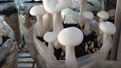 Photo of बढ़ती ठंड ने मशरूम की पैदावार को किया प्रभावित, पढ़े पूरी खबर