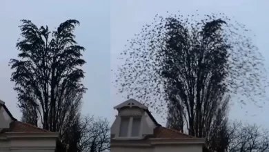 Photo of नहीं देखा होगा कभी ऐसा नजारा, सामने आया ये अमेजिंग वीडियो