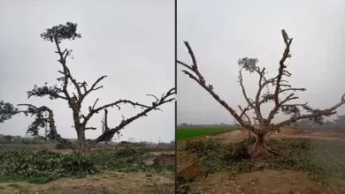 Photo of दिल्ली में 120 साल पुराने बरगद को बचाने के लिए जाने क्यों स्थानीय लोग कर रहे चौबीसों घंटे की निगरानी….