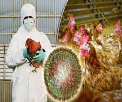Photo of ठाणे के बाद अब पालघर में भी फैलता जा रहा Bird flu, पढ़े पूरी खबर