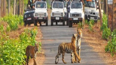 Photo of NTCA ने शुरू कराई देशभर के टाइगर रिजर्वों में बाघों की गणना, जानिए कब आएगी रिपोर्ट