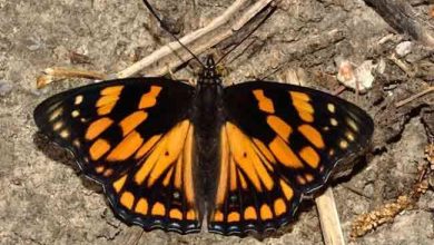 Photo of उत्‍तराखंड के टिहरी जनपद के देवलसारी में बसा हुआ है  ति‍तलियों का संसार