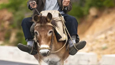 Photo of नए नवेले दामाद को गधे पर बैठाकर घुमाते हैं पूरा गांव, वजह जान आप भी हो जाएंगे हैरान