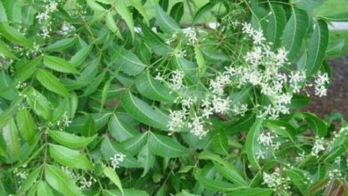 Photo of जाने नीम में छिपे औषधीय गुणों के बारे में, इन तरीकों से करें सेवन