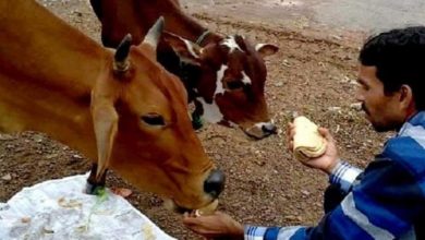 Photo of अगर आप भी खिलाते हैं गाय को रोटी तो जरुर रखे इन बातों का ध्यान…