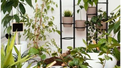 Photo of घर की रौनक बढ़ाने वाले ये पौधे कई बार आपको  बना सकते हैं कंगाल…..