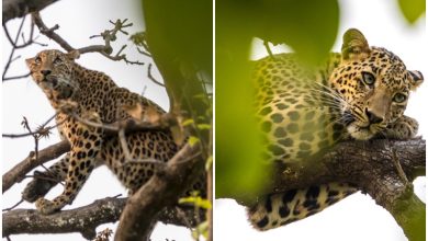 Photo of कान्‍हा के जंगल में एक पेड़ पर चढ़ कर आराम फरमा रहा तेंदुआ…