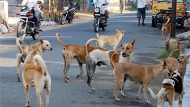Photo of लखनऊ में आवारा कुत्तों का आतंक, नहीं मिल रहे हैं रैबीज के इंजेक्शन…