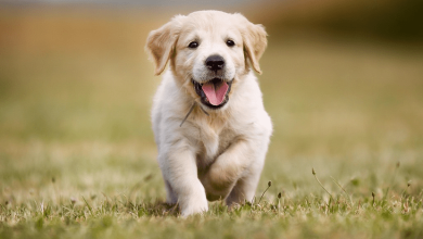Photo of अगर आपने भी अपने घर में पाल रखा हैं कुत्ता तो एक बार जरुर पढ़ ले ये खबर…