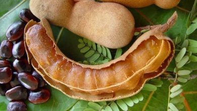 Photo of जान ले खट्टी मीठी इमली खाने से होने वाले ये कमाल के फायदे…