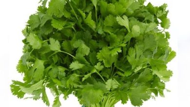 Photo of सेहत के लिए बेहद फायदेमंद होती हैं धनिया की पत्ती, जानें फायदे…