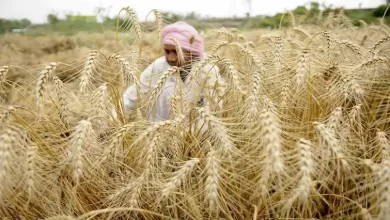 Photo of भारत ने गेहूं के निर्यात पर लगाया प्रतिबंध, जानें कारण…
