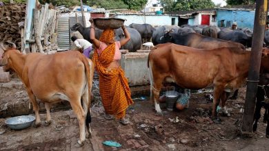 Photo of गोबर बेचकर पति को दिया ये गिफ्ट, पत्नी ने ऐसे जुटाए 80 हजार रुपये…