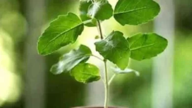Photo of बेहद सुबह माना जाता है घर में तुलसी का पौधा