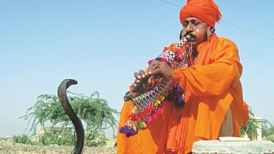Photo of तो इसलिए बीन की धुन पर नाचते हैं सांप, जानें इसके पीछे का ये बड़ा कारण￼