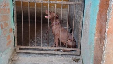 Photo of नगर निगम ने पिटबुल ब्राउनी को नहीं दिया मालकिन को वापस, जानें कारण…￼￼