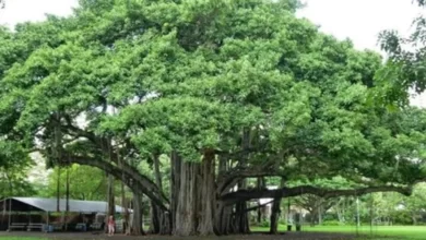 Photo of इन पेड़ों की पूजा करने से दूर होती हैं जीवन से जुड़ी कई समस्याएं￼