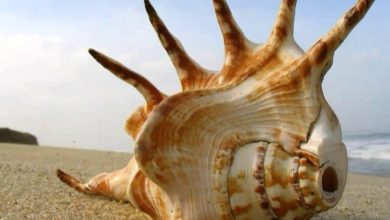 Photo of जान ले घर में कामधेनु शंख रखने के ये कमाल के फायदे