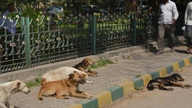Photo of देसी डॉग होंगे पीएम मोदी की सुरक्षा में शामिल, शुरू हुई ट्रेनिंग ￼￼