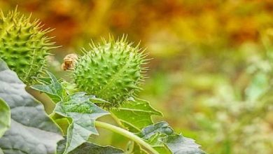 Photo of सेहत के लिए बेहद फायदेमंद होता हैं धतूरा, जाने इसके कमाल के फायदे