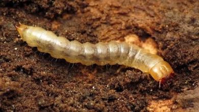 Photo of अमेरिका: नदी में नहाते वक्त सिर में घुसा दिमाग खाने वाला कीड़ा, हुई मौत