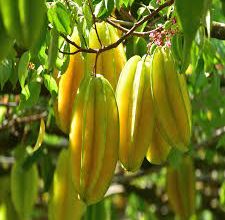 Photo of आईये जानते है कमरख फल खाने के फायदे