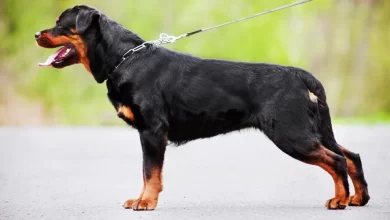 Photo of लखनऊ में डॉग की इन 3 प्रजातियों पर लग सकता है प्रतिबंध, जानें वजह?