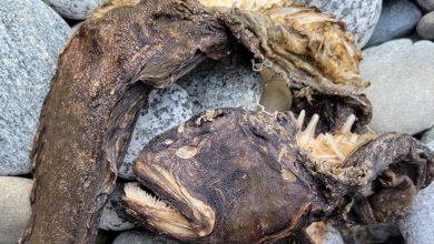 Photo of बेहद अनोखा हैं ये जीव, जिसे देख वैज्ञानिक भी हो गए हैरान