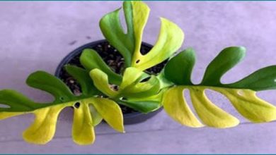 Photo of 6 लाख में बिका ये पौधा, खासियत जानकर हो जाओगे हैरान