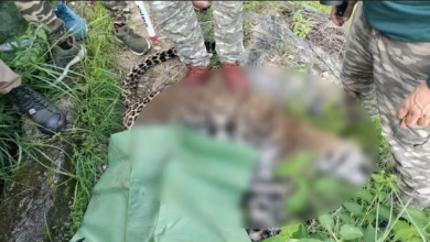 Photo of उत्तराखंड: पांच वर्षीय बच्चे को मारने वाला गुलदार ढेर