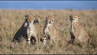 Photo of पीएम मोदी ने किया प्रोजेक्ट चीता का उद्घाटन, कूनो नेशनल पार्क में छोड़े गए नामीबिया से आए 8 चीते