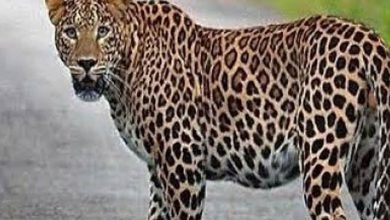 Photo of उत्तराखंड के पिथौरागढ़ में गुलदार का कहर जारी, महिला के हाथ से छीना तीन साल की बच्ची हुई मौत￼