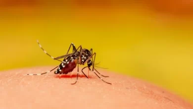 Photo of उत्तराखंड: दिमागी बुखार के साथ ही डेंगू की दस्तक से स्वास्थ्य विभाग में खलबली