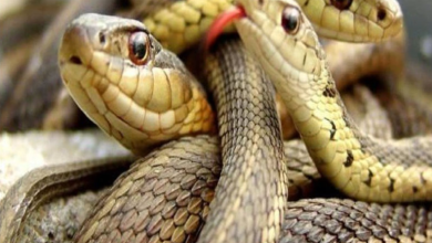 Photo of तो इसलिए यहां की जाती हैं जहरीले सांपों की खेती, वजह जानकर हो जाओगी हैरान