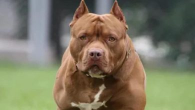 Photo of यूपी: पालतू कुत्तों को लेकर सख्ती, लागू किए गए नियम