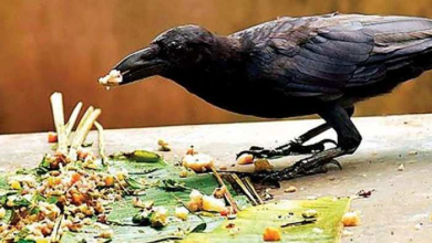 Photo of पितरों का आशीर्वाद पाने के लिए पितृ पक्ष के दौरान जरुर करें इन चीजों का दान