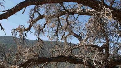 Photo of ये हैं दुनिया का सबसे पुराना पेड़, इसके बारे में हिल जाएगा आपका दिमाग