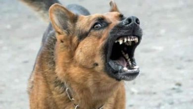 Photo of लखनऊ में जारी हैं कुत्तों का आतंक, औसतन 250 लोग रोज लगवा रहे हैं रेबीज का इंजेक्शन