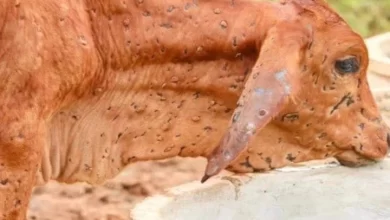 Photo of हरियाणा में लम्पी वायरस का कहर, अब तक 154 गोवंश की मृत्यु￼